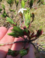 Struthiola myrsinites