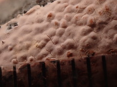 Corticium roseum