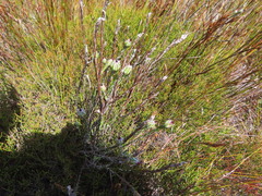 Struthiola myrsinites