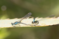 Ischnura fluviatilis