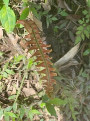 Blechnum