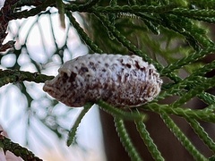 Stagmomantis floridensis