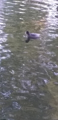 Fulica atra