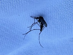 Aedes albopictus