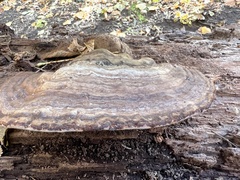 Ganoderma lobatum