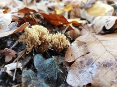 Ramaria stricta