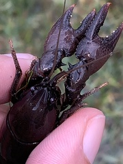 Creaserinus hedgpethi