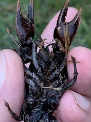 Creaserinus hedgpethi