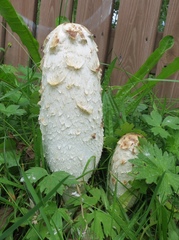 Coprinus comatus
