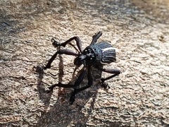 Aegorhinus suturalis