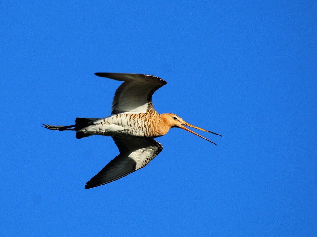 Black-tailed Godwit (Limosa limosa)