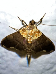 Agrotera fumosa