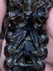 Creaserinus hedgpethi