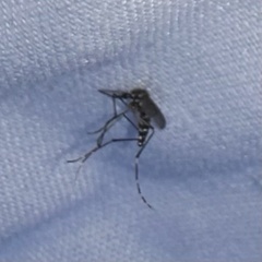 Aedes albopictus
