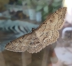 Cyclophora nanaria