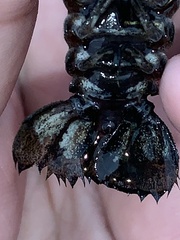 Creaserinus hedgpethi