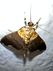 Agrotera fumosa