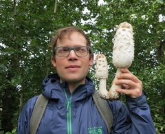 Coprinus comatus