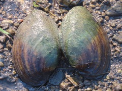 Ortmanniana ligamentina