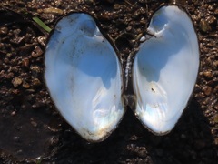 Ortmanniana ligamentina