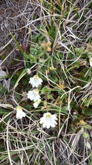 Cerastium alpinum