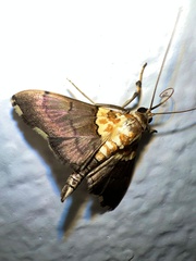 Agrotera fumosa