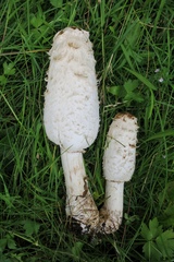 Coprinus comatus