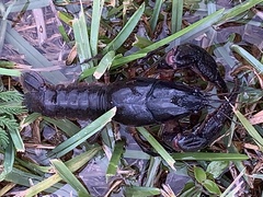 Creaserinus hedgpethi