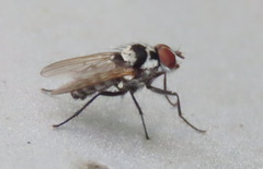 Anthomyia oculifera