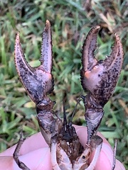 Creaserinus hedgpethi