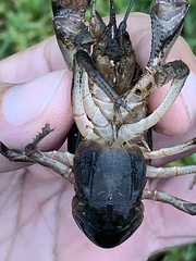 Creaserinus hedgpethi