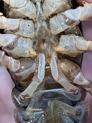 Creaserinus hedgpethi