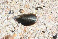 Mytilus galloprovincialis