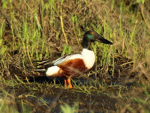Löffelente (Spatula clypeata)