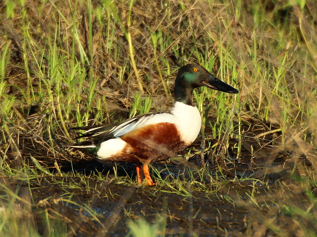 Northern Shoveler (Spatula clypeata)