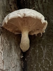 Pleurotus dryinus