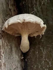 Pleurotus dryinus