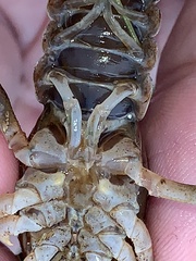 Creaserinus hedgpethi