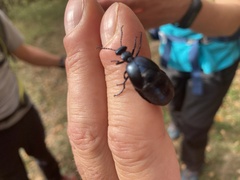 Meloe violaceus