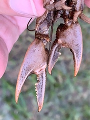 Creaserinus hedgpethi