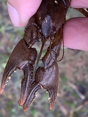 Creaserinus hedgpethi