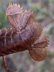 Creaserinus hedgpethi