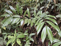 Zamia huilensis