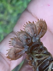 Creaserinus hedgpethi