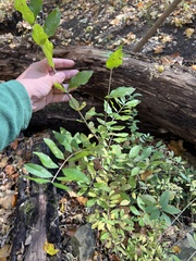 Ligustrum obtusifolium