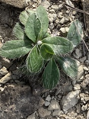 Pilosella officinarum