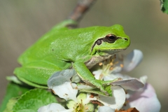 Hyla meridionalis