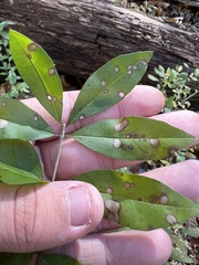Ligustrum obtusifolium
