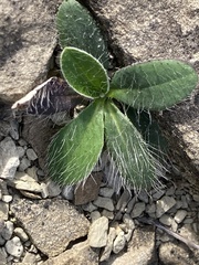 Pilosella officinarum