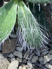 Pilosella officinarum